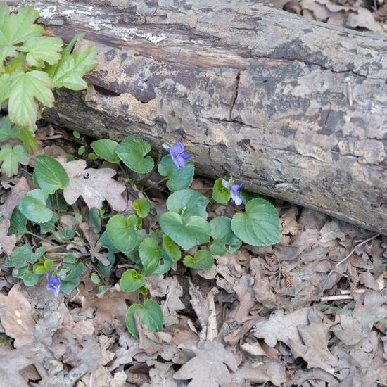 Viola riviniana: Plant in nature in the NatureSpots App