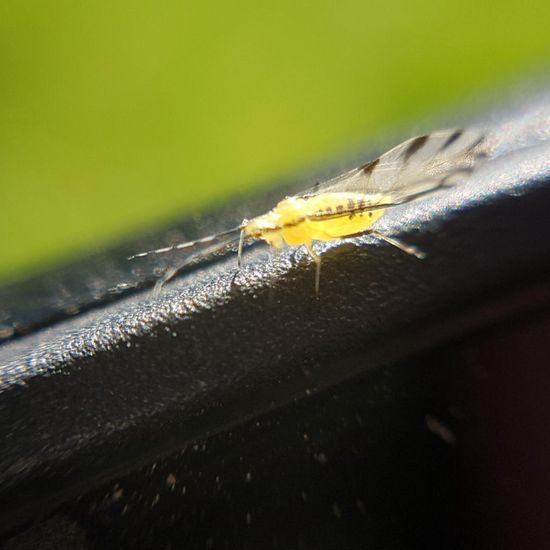 Blattläuse: Tier im Habitat Park in der NatureSpots App