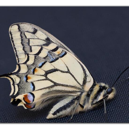 Papilio machaon: Animal in habitat Garden in the NatureSpots App