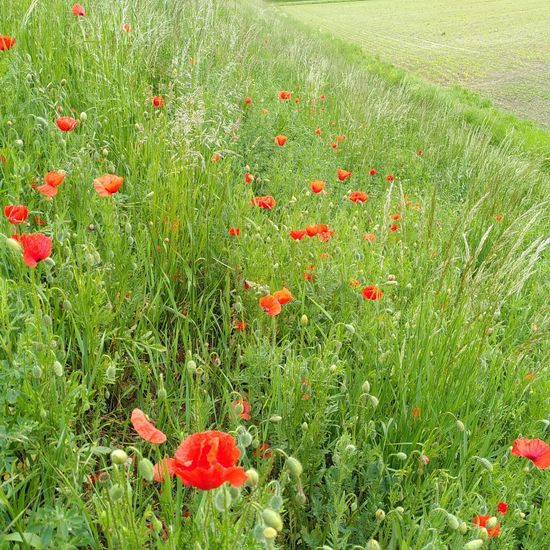 Klatschmohn: Pflanze im Habitat Ackerrandstreifen in der NatureSpots App