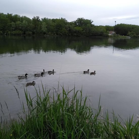 Stockente: Tier im Habitat Künstliches Süßwasser in der NatureSpots App