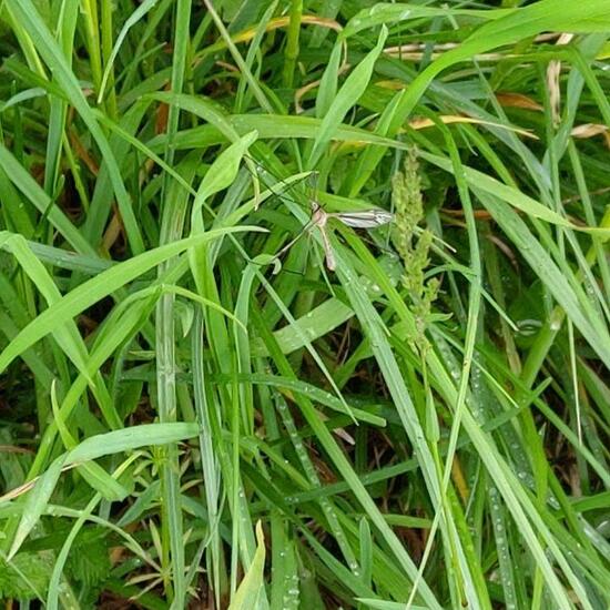 Mücken: Tier im Habitat Halb-natürliches Grasland in der NatureSpots App