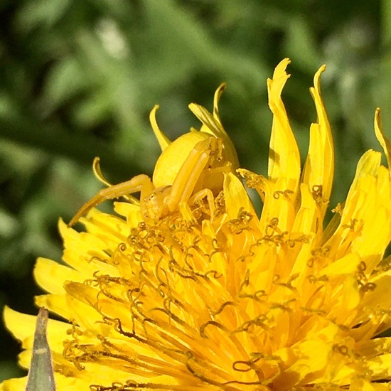 Veränderliche Krabbenspinne: Tier im Habitat Garten in der NatureSpots App