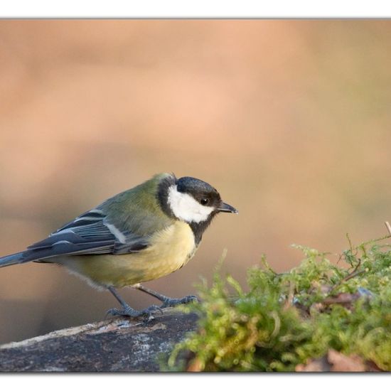 Kohlmeise: Tier in der Natur in der NatureSpots App