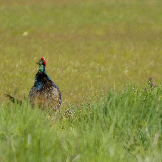 Green Pheasant: Animal in habitat Agricultural meadow in the NatureSpots App