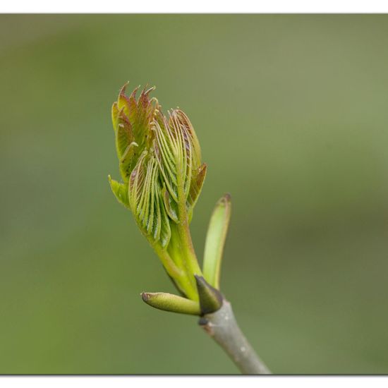 Bergahorn: Pflanze in der Natur in der NatureSpots App