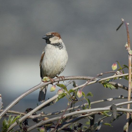 Haussperling: Tier in der Natur in der NatureSpots App