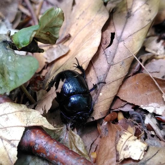 Gemeiner Mistkäfer: Tier im Habitat Wald der gemäßigten Breiten in der NatureSpots App