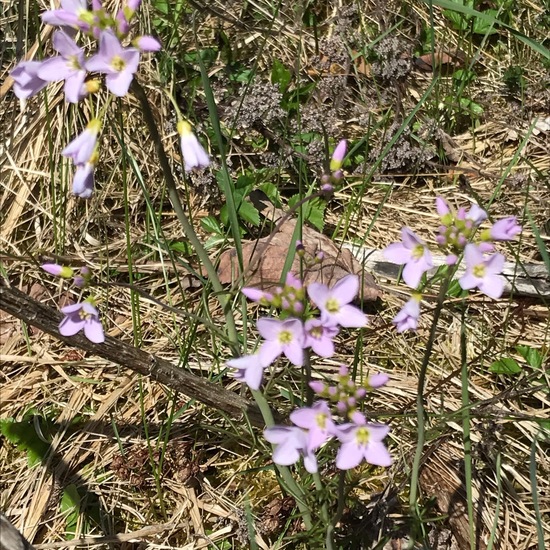 Wiesen-Schaumkraut: Pflanze im Habitat Wald der gemäßigten Breiten in der NatureSpots App