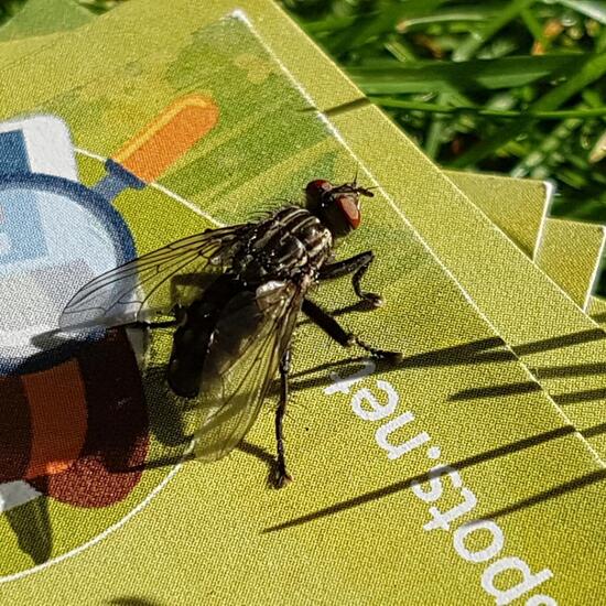 Echte Fliegen: Tier im Habitat Park in der NatureSpots App