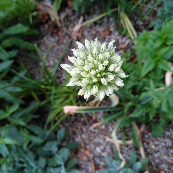 Unknown species: Plant in habitat Flowerbed in the NatureSpots App