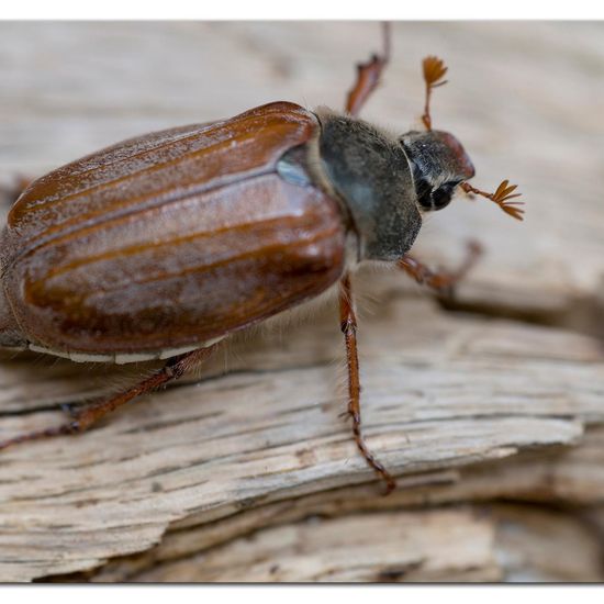 Feldmaikäfer: Tier im Habitat Garten in der NatureSpots App