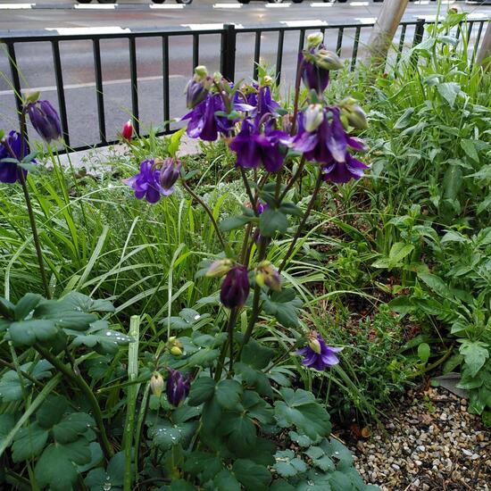 Aquilegia vulgaris: Plant in habitat Flowerbed in the NatureSpots App