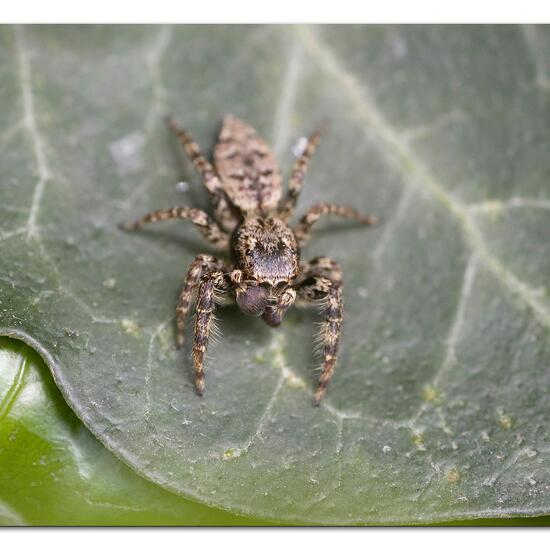 Rindenspringspinne: Tier im Habitat Garten in der NatureSpots App