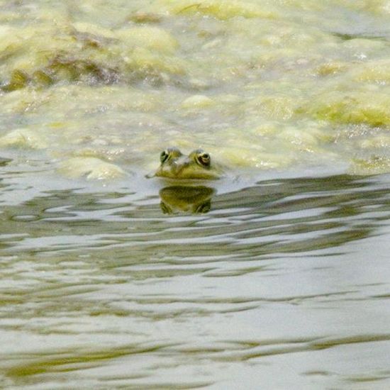 Wasserfrösche: Tier in der Natur in der NatureSpots App