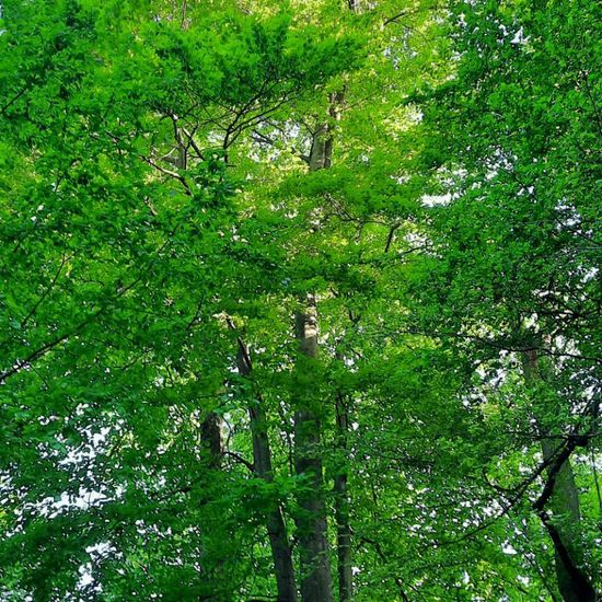 Carpinus betulus: Plant in habitat Park in the NatureSpots App