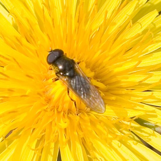 Cheilosia pagana: Tier im Habitat Halb-natürliches Grasland in der NatureSpots App