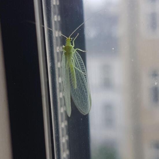 Gemeine Florfliege: Tier im Habitat Innenstadt in der NatureSpots App