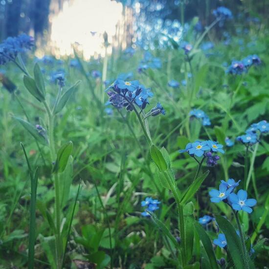 Water forget-me-not: Plant in nature in the NatureSpots App