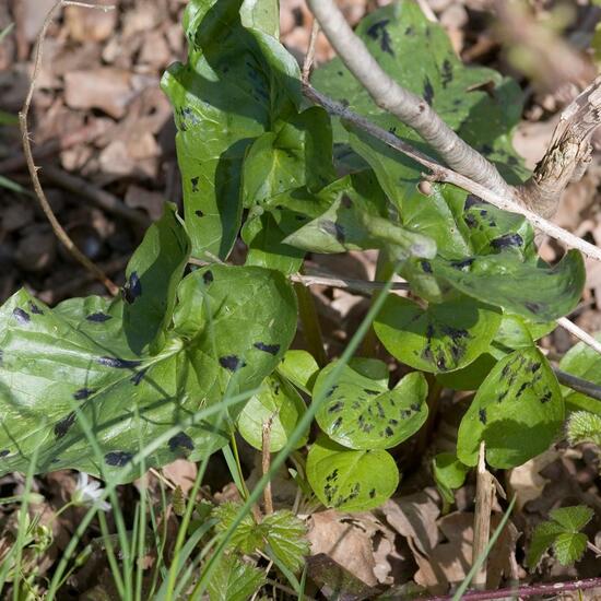 Arum maculatum: Plant in habitat Natural in the NatureSpots App
