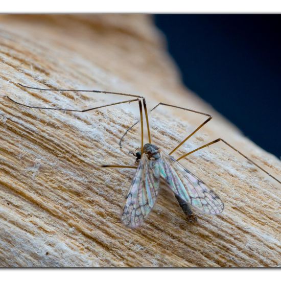 Rhipidia maculata: Tier im Habitat Garten in der NatureSpots App