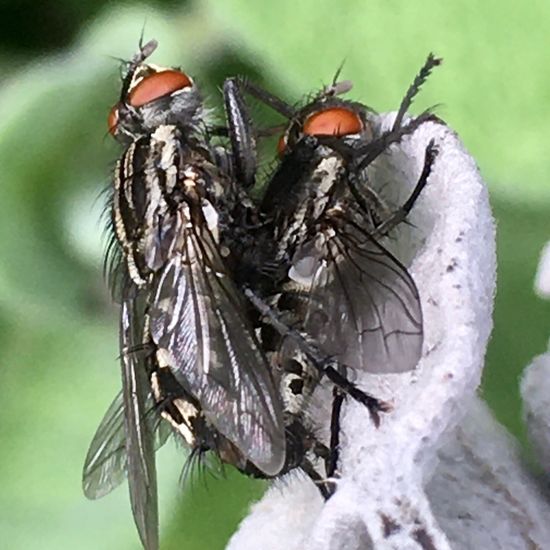 Graue Fleischfliege: Tier im Habitat Garten in der NatureSpots App