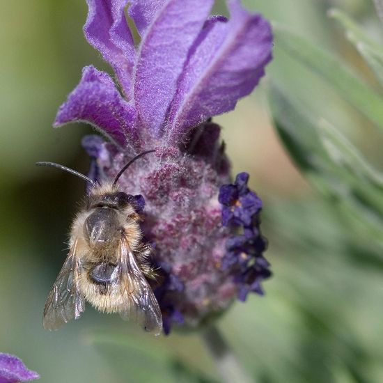 Eine unbekannte Art: Tier im Habitat Garten in der NatureSpots App