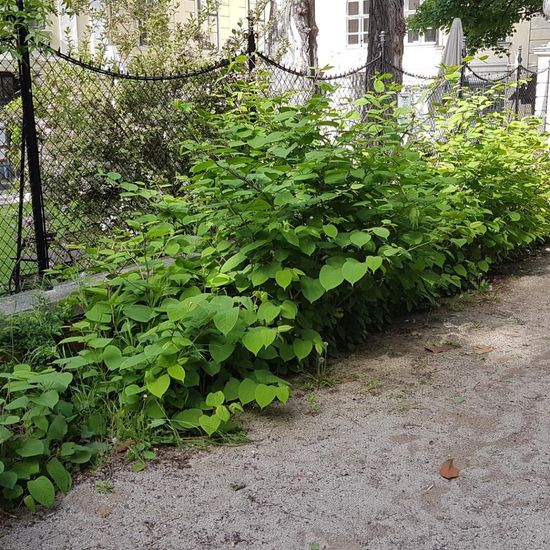 Fallopia japonica: Pflanze im Habitat Park in der NatureSpots App