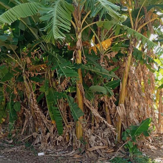 Musa × paradisfaka: Plant in habitat Garden agriculture in the NatureSpots App