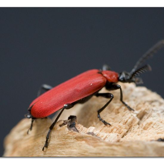 Scharlachroter Feuerkäfer: Tier im Habitat Gartenkultur in der NatureSpots App