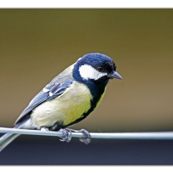 Great Tit: Animal in habitat Garden in the NatureSpots App