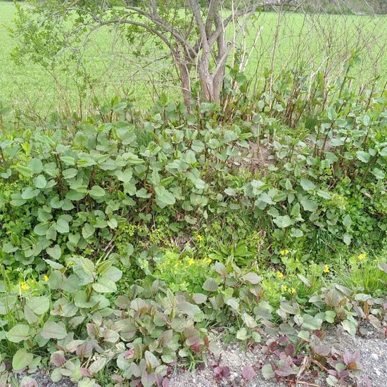 Fallopia japonica: Plant in habitat Buffer strip in the NatureSpots App