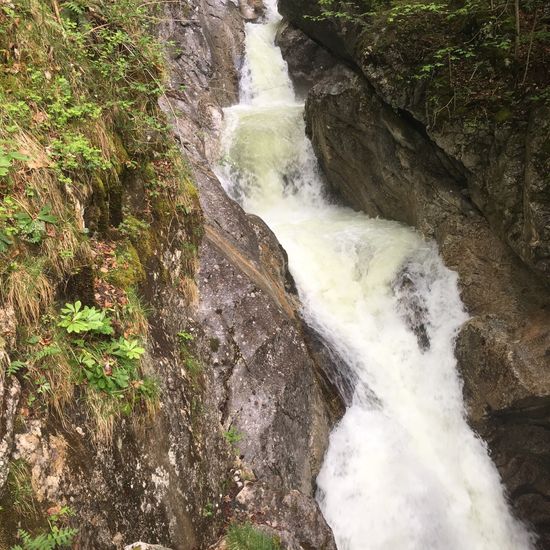 Landschaft: Süßwasser im Habitat Bach in der NatureSpots App