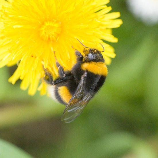 Dunkle Erdhummel: Tier im Habitat Garten in der NatureSpots App