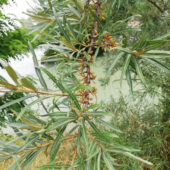 Hippophae rhamnoides: Pflanze im Habitat Fluss in der NatureSpots App