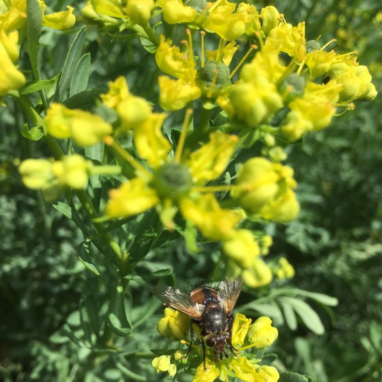 Weinraute: Pflanze im Habitat Garten in der NatureSpots App