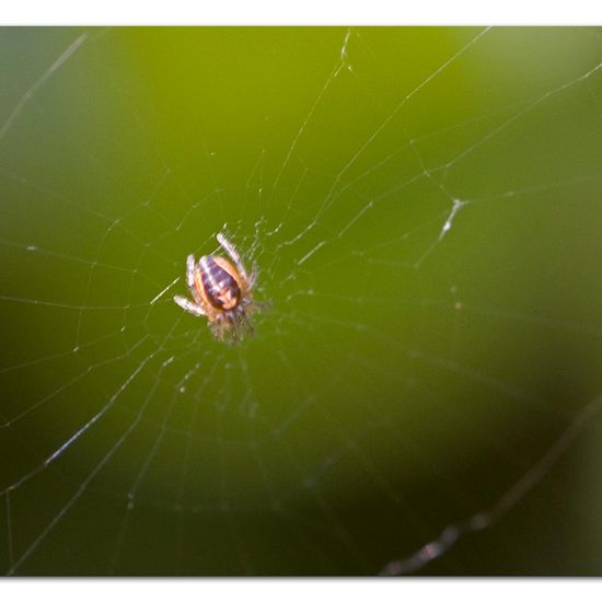 Streifenkreuzspinne: Tier im Habitat Garten in der NatureSpots App