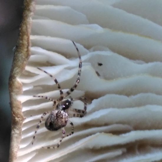 Metellina merianae: Tier im Habitat Wald der gemäßigten Breiten in der NatureSpots App