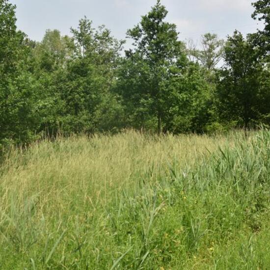 Landschaft: Grasland und Büsche im Habitat Naturnahe Wiese in der NatureSpots App