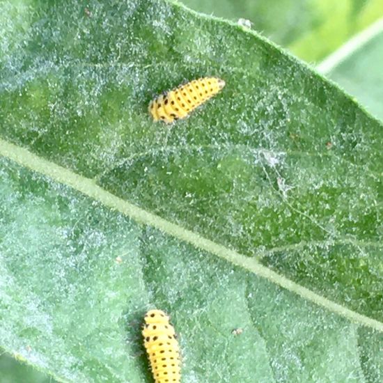 Zweiundzwanzigpunkt-Marienkäfer: Tier im Habitat Garten in der NatureSpots App