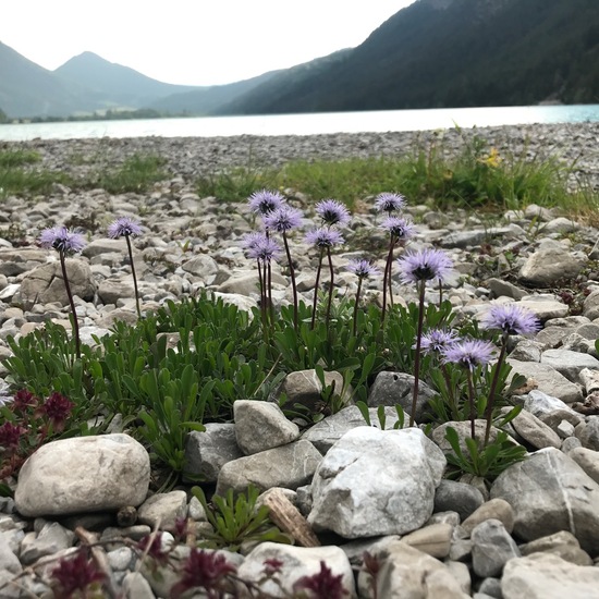 Herzblättrige Kugelblume: Pflanze im Habitat Anderes Berg/Fels-Habitat in der NatureSpots App