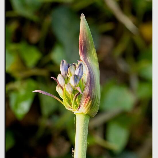 Agapanthus: Plant in habitat Garden in the NatureSpots App