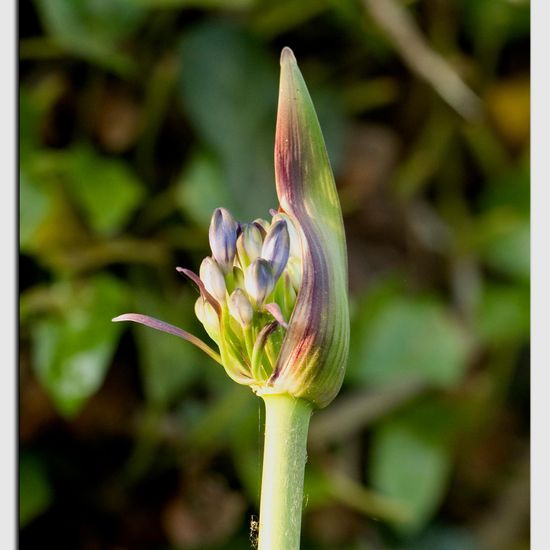 Schmucklilien: Pflanze im Habitat Garten in der NatureSpots App