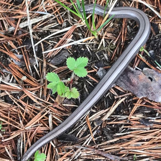 Blindschleiche: Tier im Habitat Auwald in der NatureSpots App