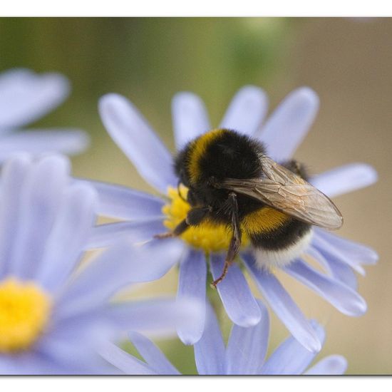 Dunkle Erdhummel: Tier im Habitat Garten in der NatureSpots App