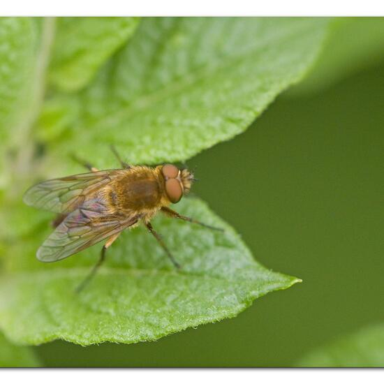 Thereva nobilitata: Tier im Habitat Gartenkultur in der NatureSpots App