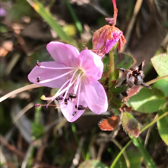 Zwerg-Alpenrose: Pflanze im Habitat Felsgebiet in der NatureSpots App