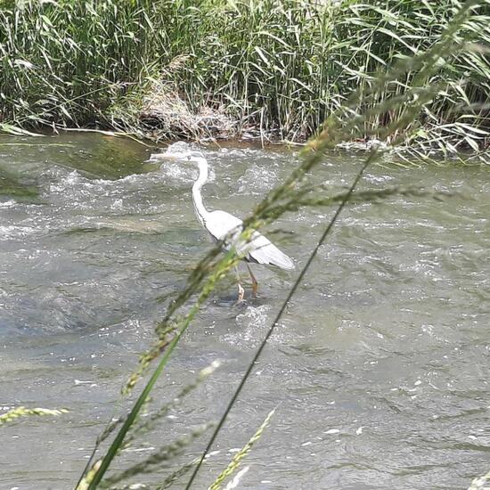 Graureiher: Tier im Habitat Fluss in der NatureSpots App