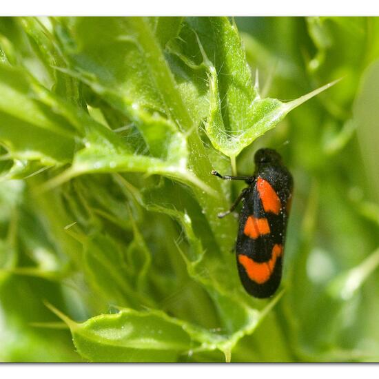 Cercopis vulnerata: Tier im Habitat Strasse/Verkehr in der NatureSpots App