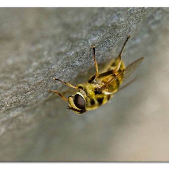 Totenkopfschwebfliege: Tier im Habitat Garten in der NatureSpots App